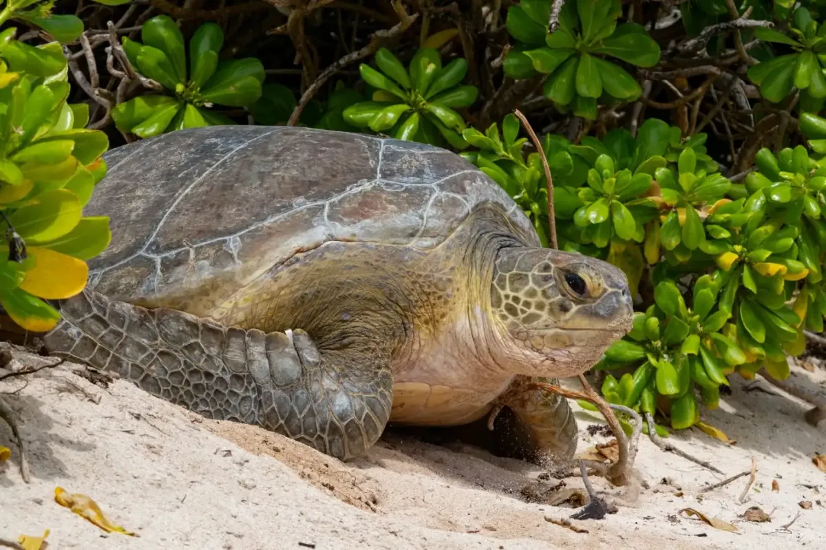A sea turtle rests on sand surrounded by green coastal vegetation and brown branches.