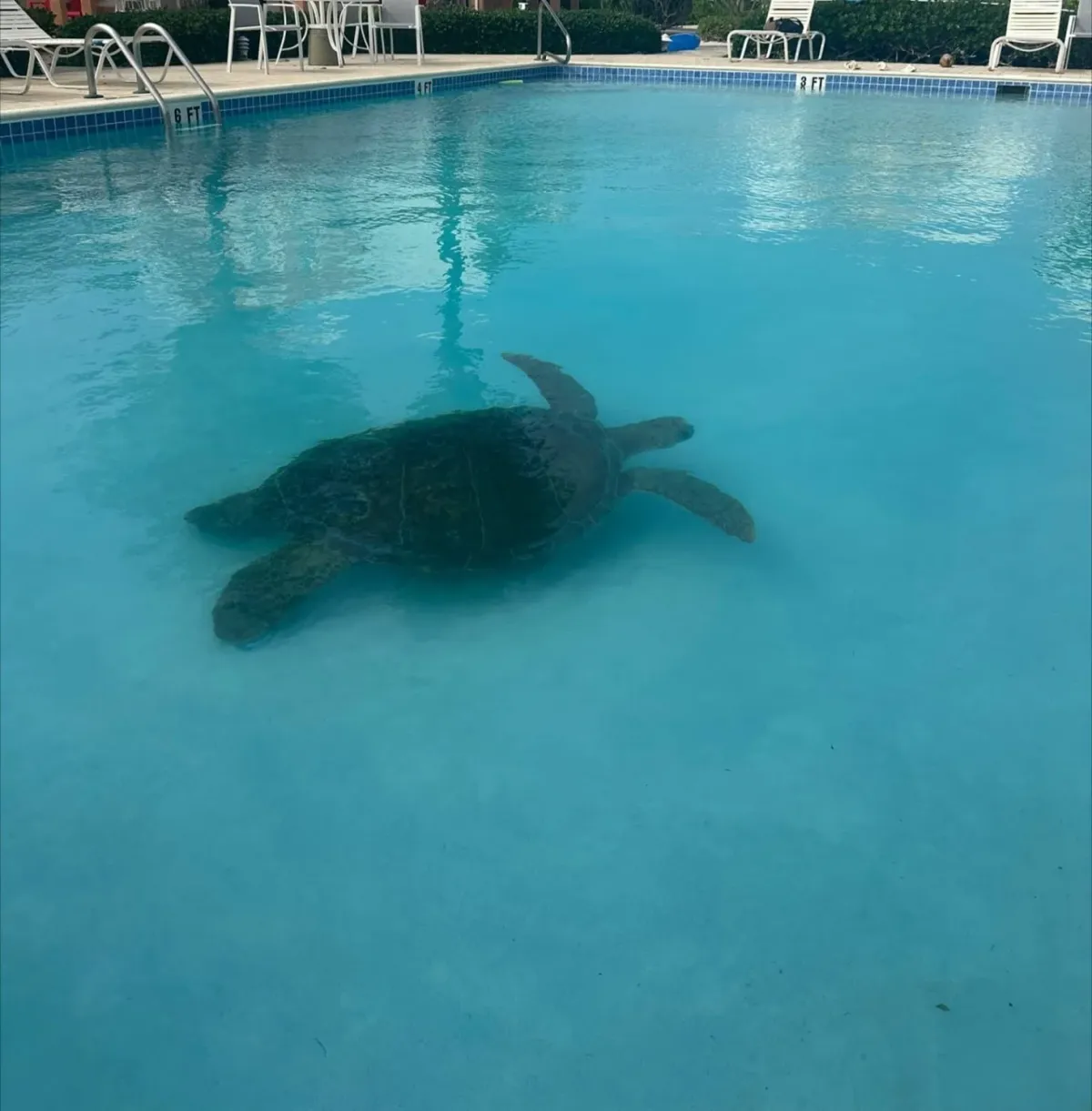 A sea turtle swims underwater in a swimming pool with clear turquoise water. Lounge chairs and hedges are visible along the pool's edge.
