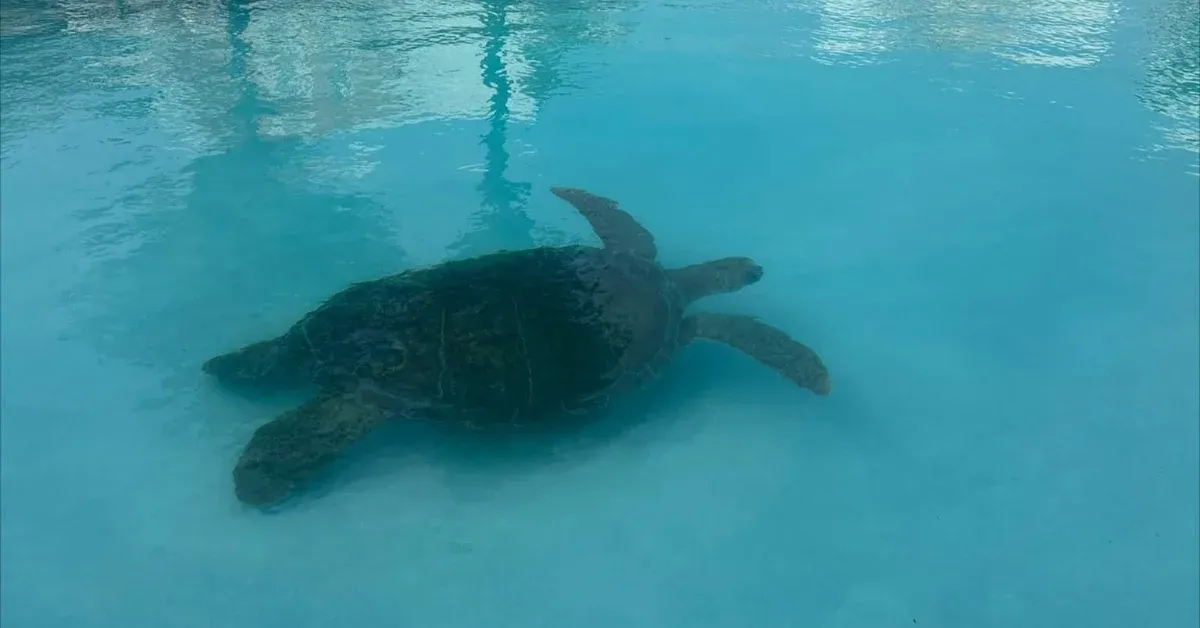 400-pound sea turtle rescued from Cayman Islands swimming pool after falling in