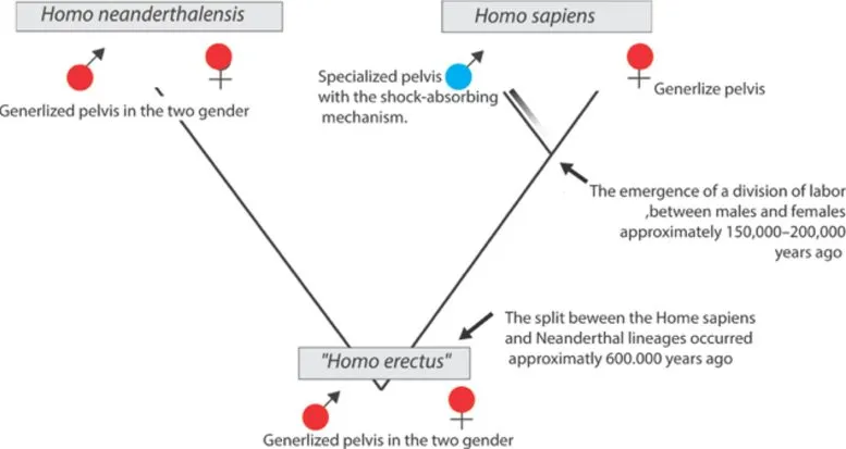 Evolution of the Human Pelvis