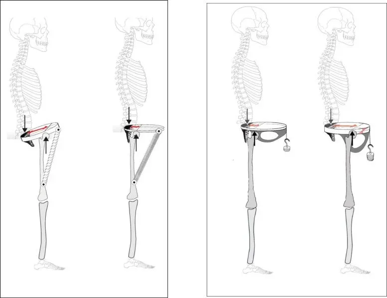 Pelvis and Hip Biomechanics Reconstruction