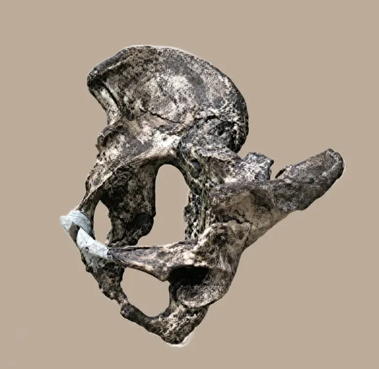 A 35,000-Year-Old Neanderthal Pelvis May Explain Why Men and Women Walk Differently