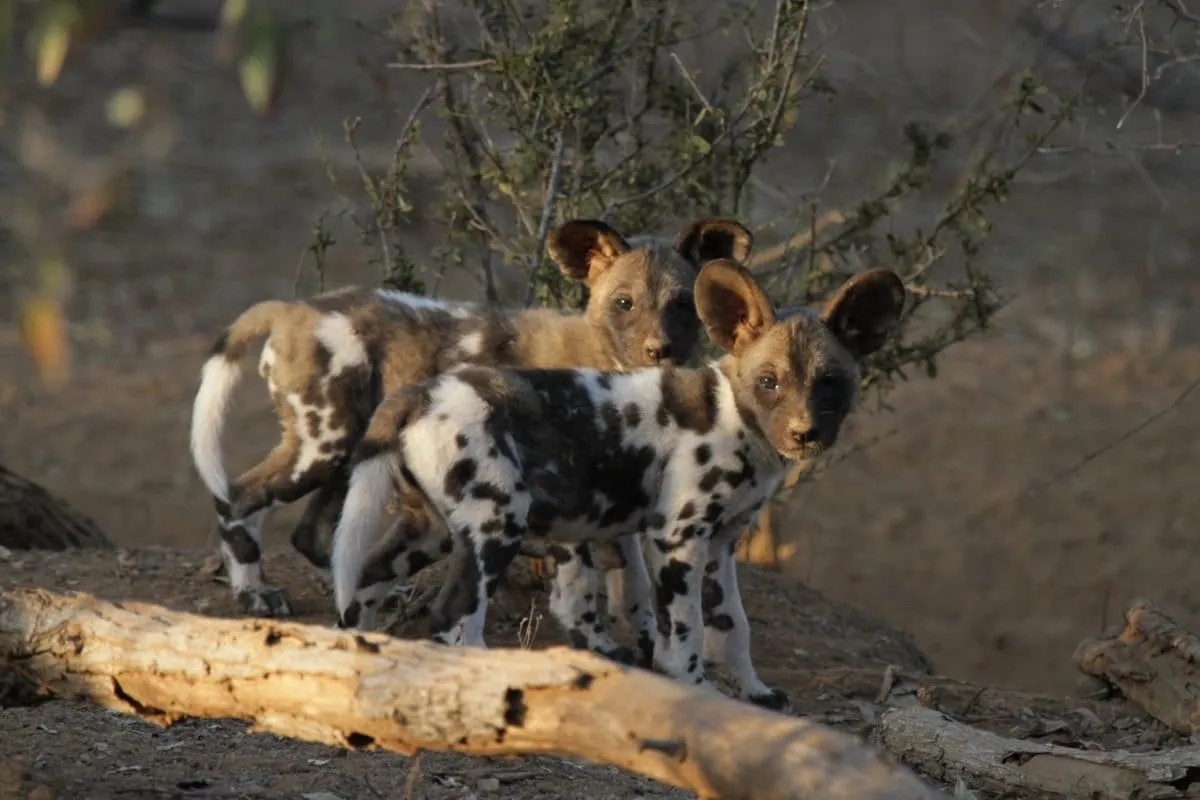 African wild dogs break the carnivore rule in Botswana