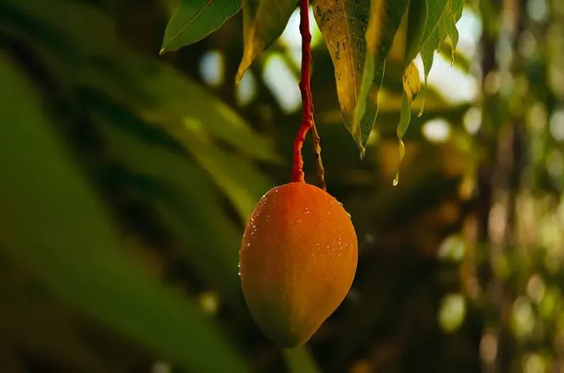 Fruit Trees Are Turning Indian Farms Into Unexpected Cash Machines