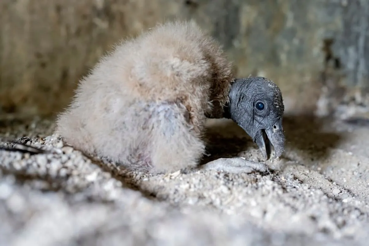 Andean Condor Chicks Hatch, Defying Extinction in Colombia