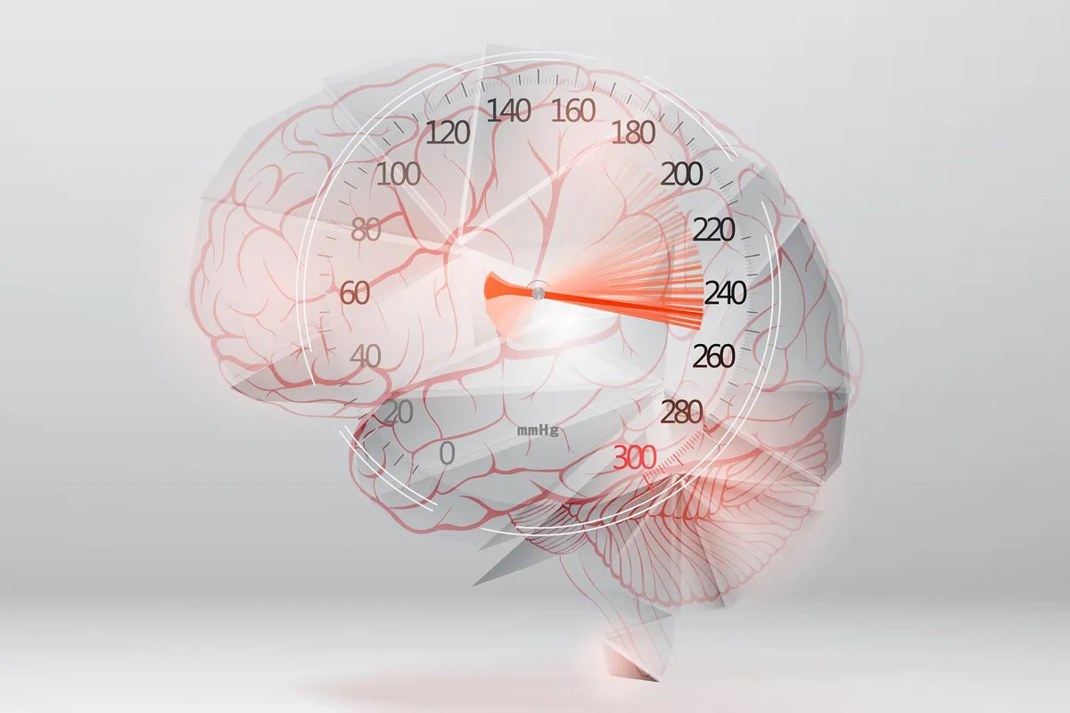 A Few Brain Cells Quietly Keep Your Blood Pressure Perfectly Steady
