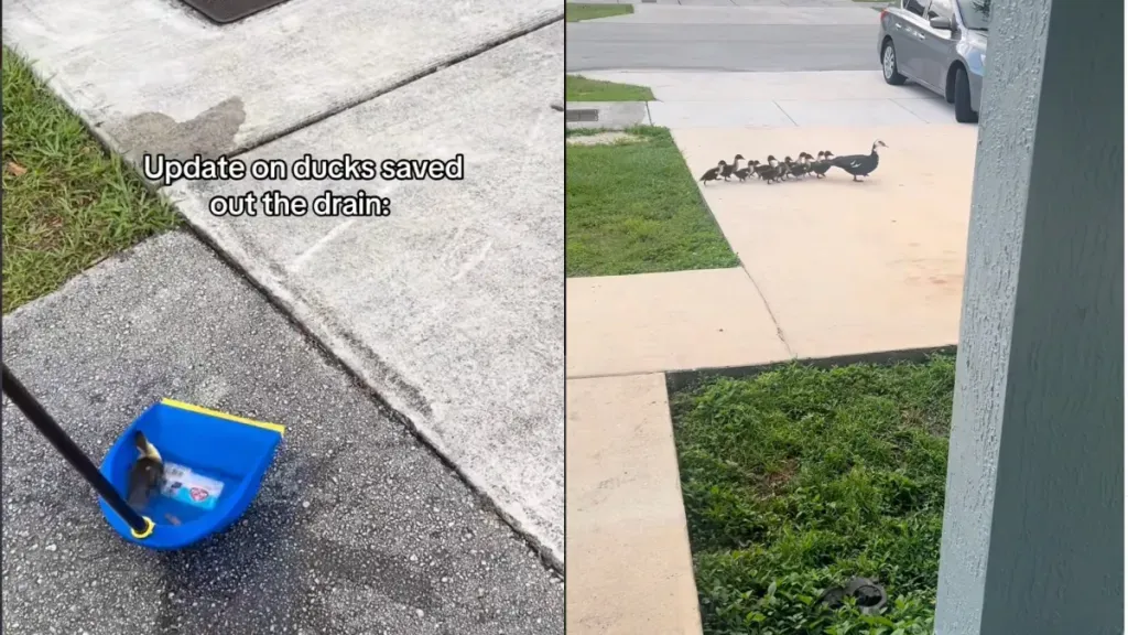 Article illustration