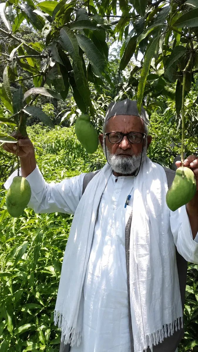 This Tree Grows 350 Mango Varieties. Yes, You Read That Right.
