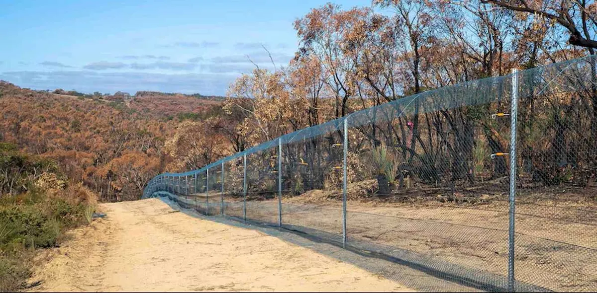 Endangered Species Are Bouncing Back to 90% on Kangaroo Island Thanks to Predator-Proof Fence