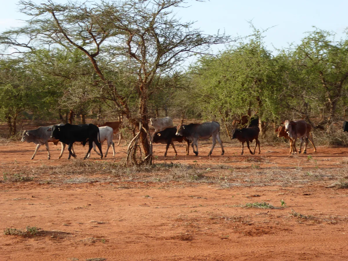 Cattle on a Maasai conservancy in Kenya. Image by Regina Hart via Flickr (CC BY 2.0)
