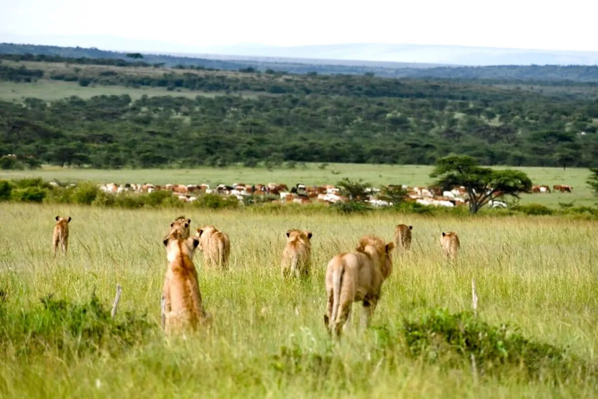 Livestock is pushing lions out of Kenya's shared rangeland