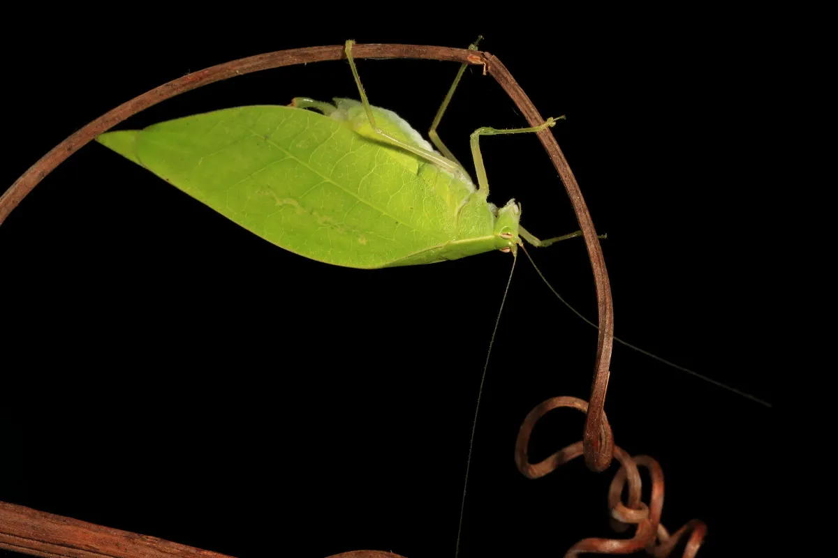 Article illustration