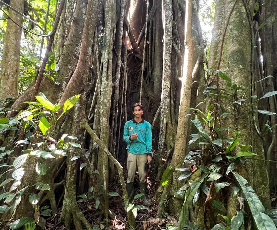 Tree spirits: The unintended ecology of belief