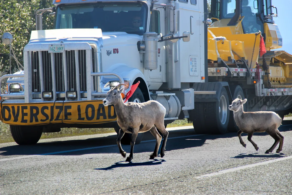The long and winding road to safe highways: Inside the global movement to reconnect habitat