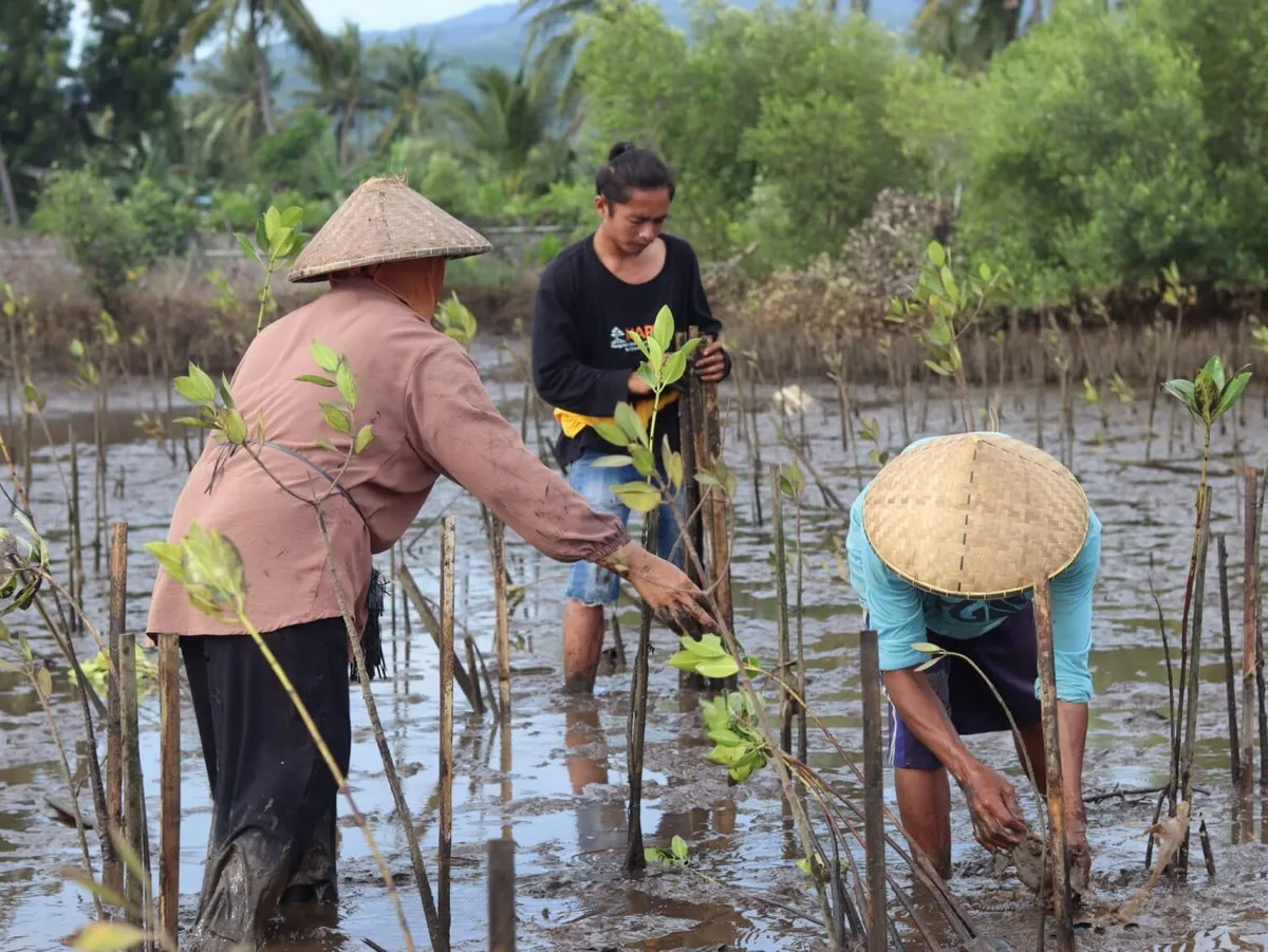 In Indonesia’s Lombok, fishers find food security tied to mangrove reforestation
