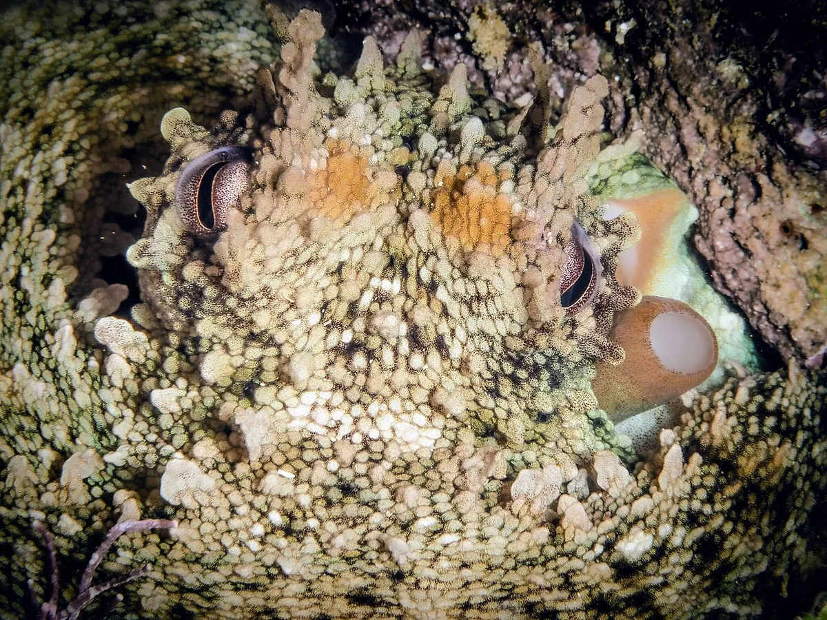 Octopus-Inspired Material Shatters Limits of Camouflage and Texture