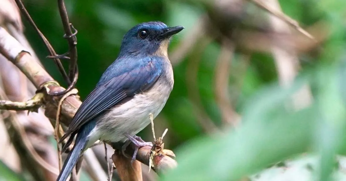 Five 'missing' bird species were rediscovered in 2025, offering hope to conservationists