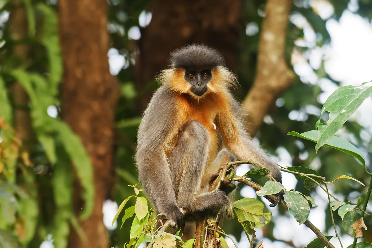 Bangladesh's Ingenious Solution to Keep Primates Off the Highway: Rope Bridges