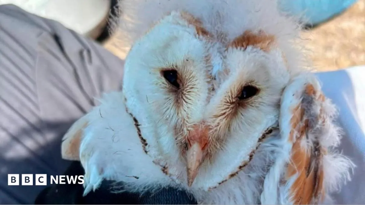 Fermanagh barn owl success raises hopes for rare bird