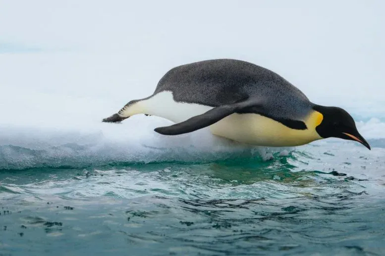 55-Million-Year-Old Penguin Fossils Preserve Clues to a Warmer Antarctica