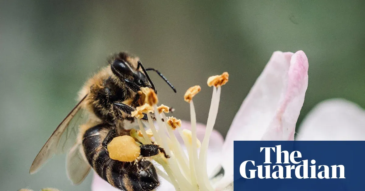 Belgium's annual bee wedding revives Europe's native honeybee