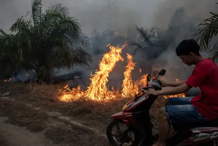 A motorist drives past a burning palm oil plantation in Sungai Putri village