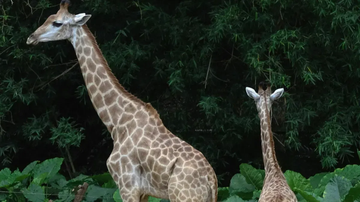 Toledo Zoo's newborn giraffe Eugene arrives with natural mohawk