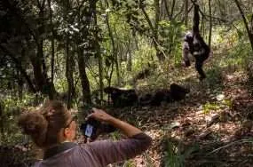 Gorillas scarred by poaching learn to trust again. And it might help save them.