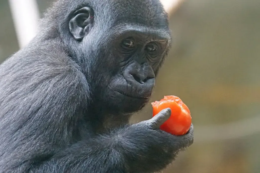 Turns Out Our Ancestors Were Sweet Enough to Evolve Bigger Brains