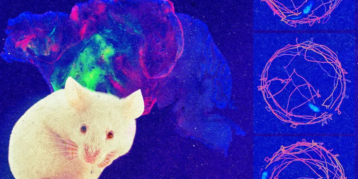 Scientists Gave a Mouse a Human Brain. It Then Got Smarter.