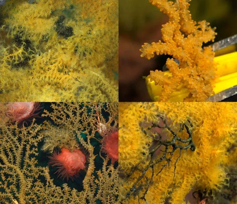 Close Up Views of Laurinque Elenya