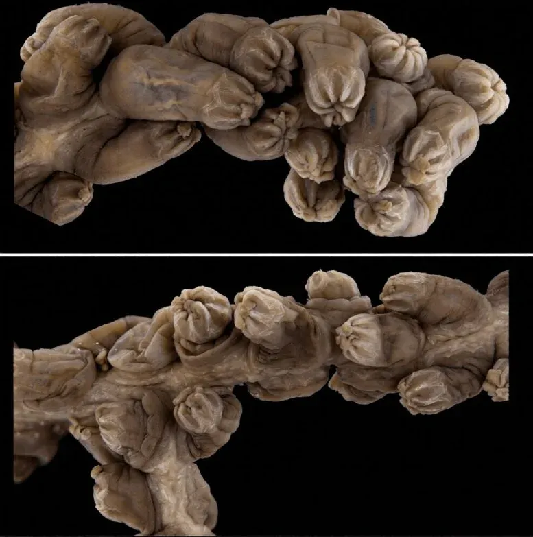 Preserved Laurinque Elenya Polyp Arrangement