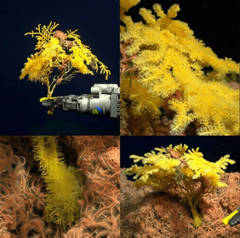 In Situ Morphology of Laurinque Elenya