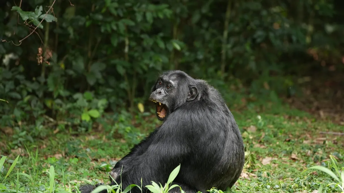 Chimps eat fermented fruit and consume alcohol regularly, study finds