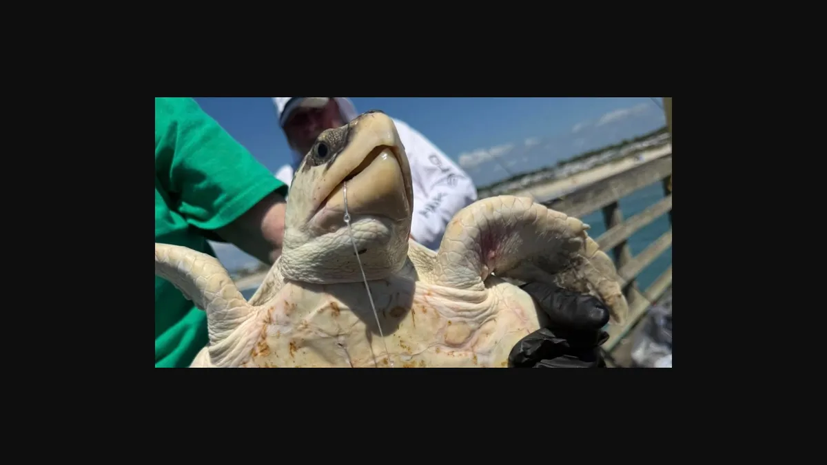 A Kemp's ridley sea turtle is released into the ocean.
