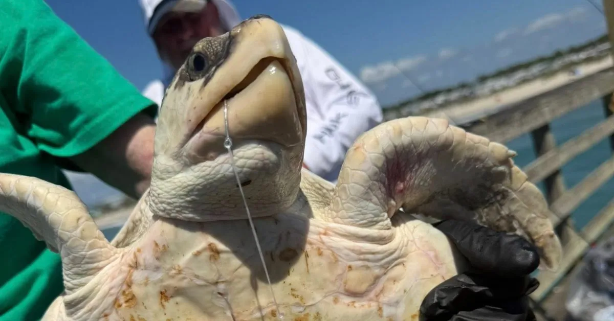 After a fisherman accidentally hooked one of the world's most endangered sea turtles, these rescuers stepped in to save it