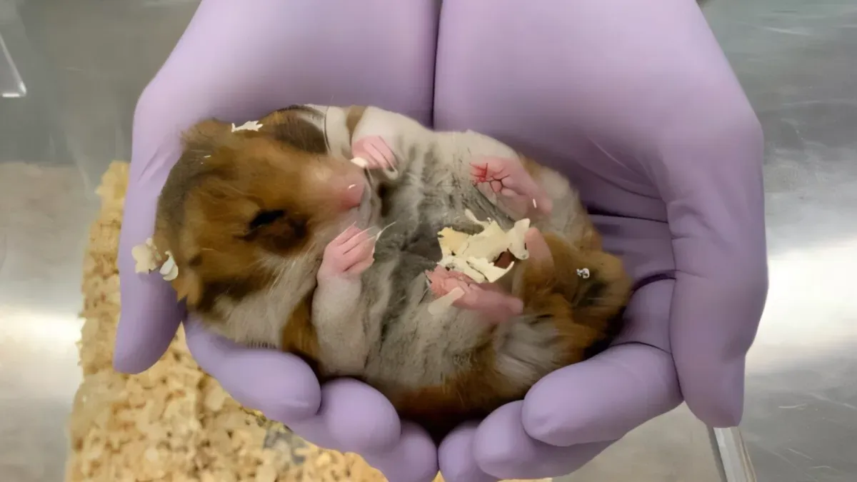 Hibernating hamsters reveal how to protect astronaut muscles in space