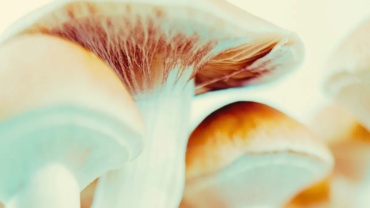 Alzheimer's symptoms reverse after US woman takes mushrooms. Here's what it tells us.