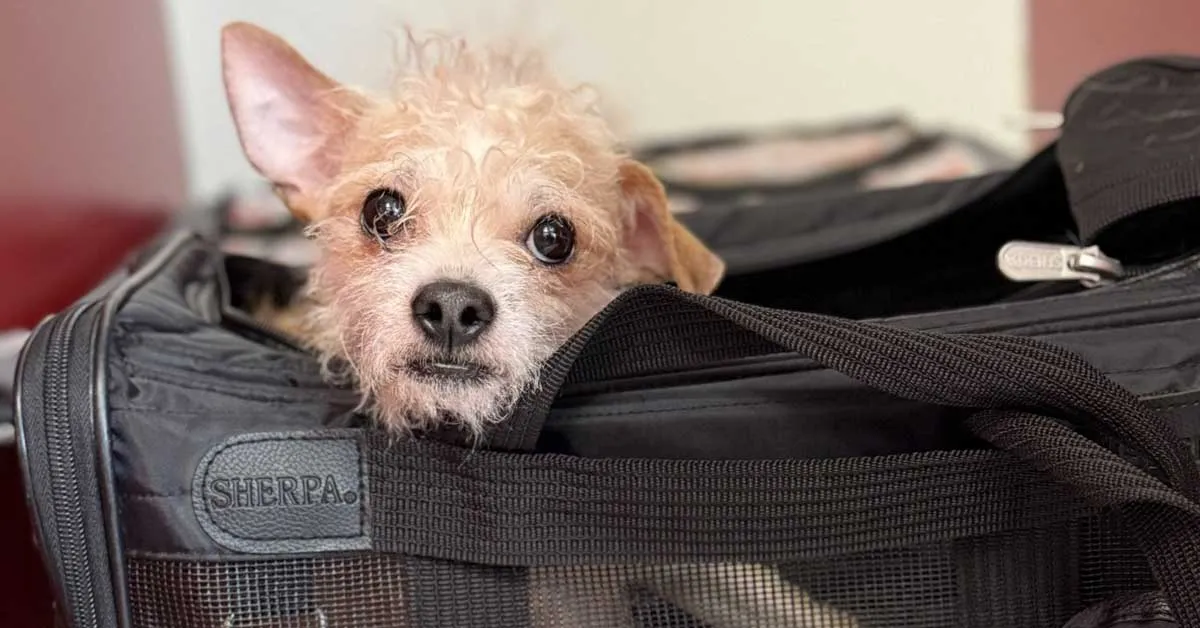 Minneapolis shelter becomes safe harbor for pets separated by ICE raids