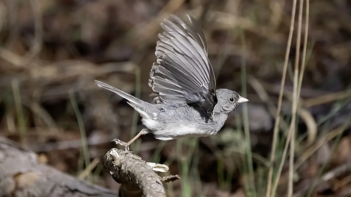 Lockdown Unlocks Rapid Beak Shift in City Birds