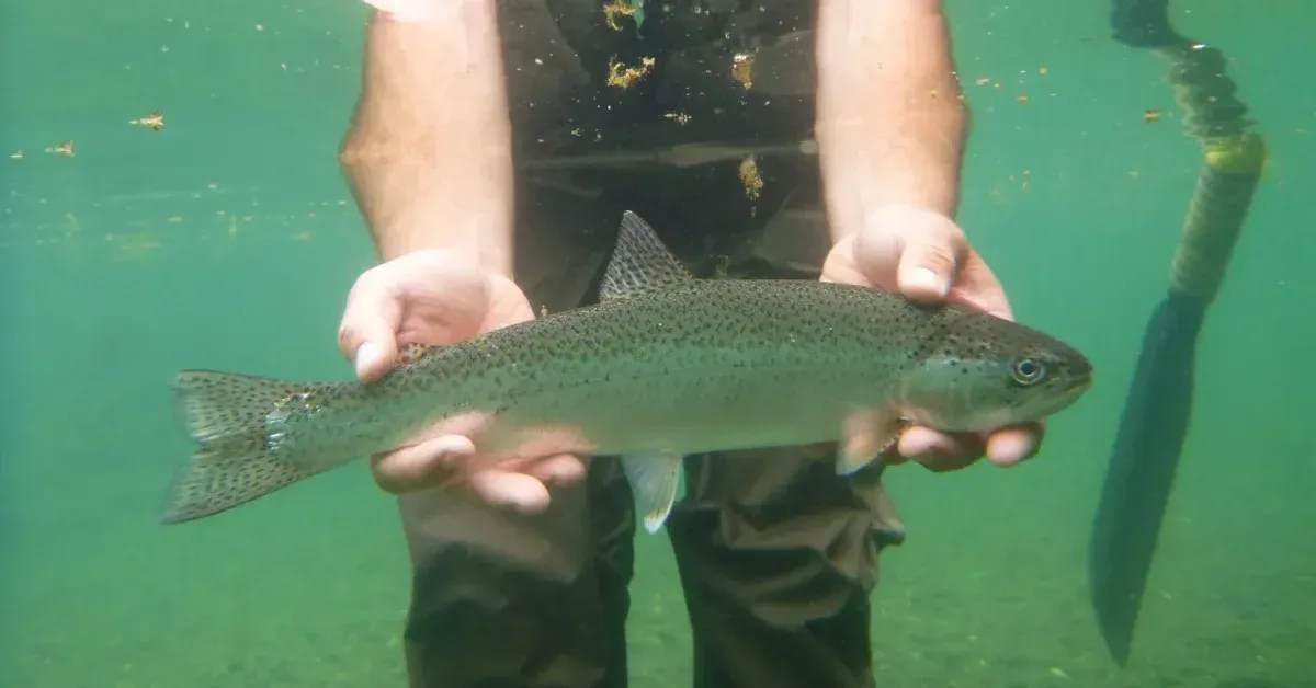 1.7M Americans have a chance to catch invasive fish and win cash in this 'minnow madness derby'
