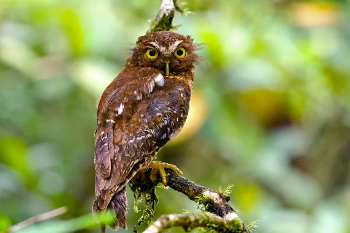Elders Race to Archive Sacred Bird Lore Before It's Lost Forever