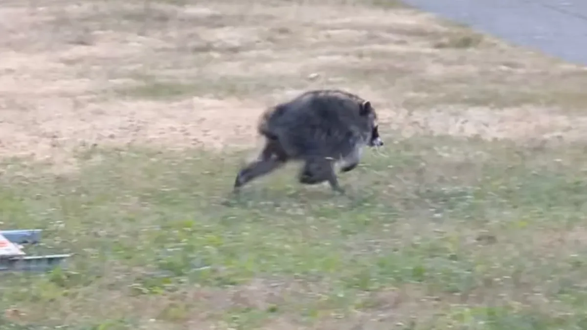 People Are Going Crazy for Jimothy the Short-Spined Racoon