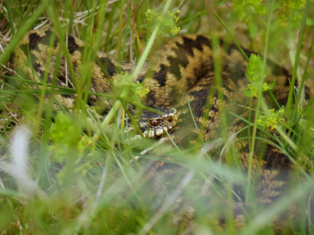 A Somerset dairy farm sparked a village-wide species spotting movement
