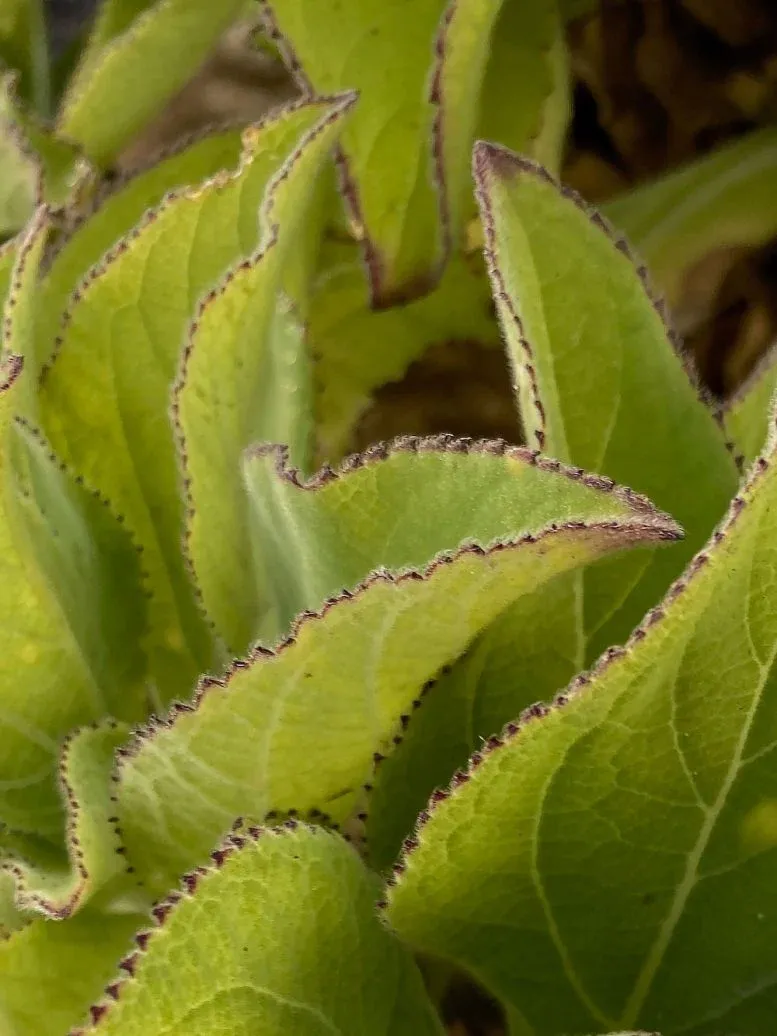 Close Up of Serrated Leaves of Scalesia affinis