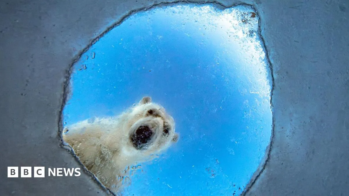A Polar Bear's Selfie, a Bear on a Bike, and More Wild Photos