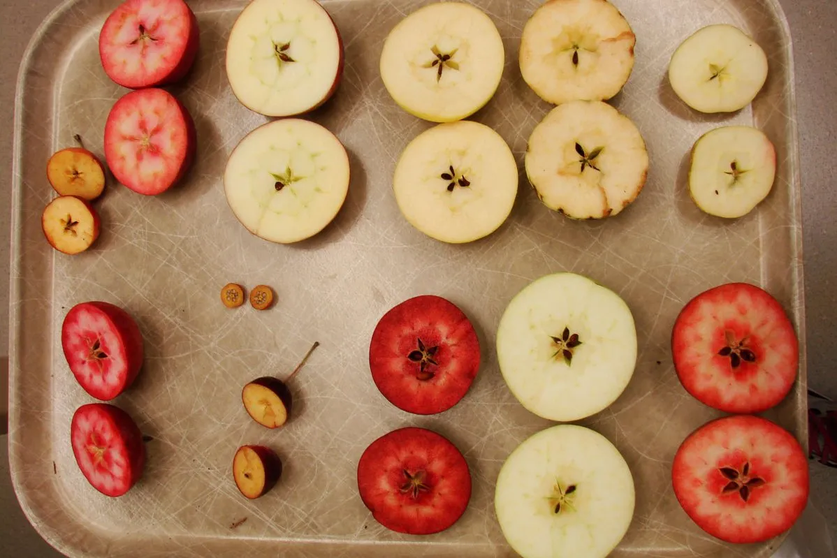 In an Ohio Apple Grove, Researchers Race to Save Rare Varieties