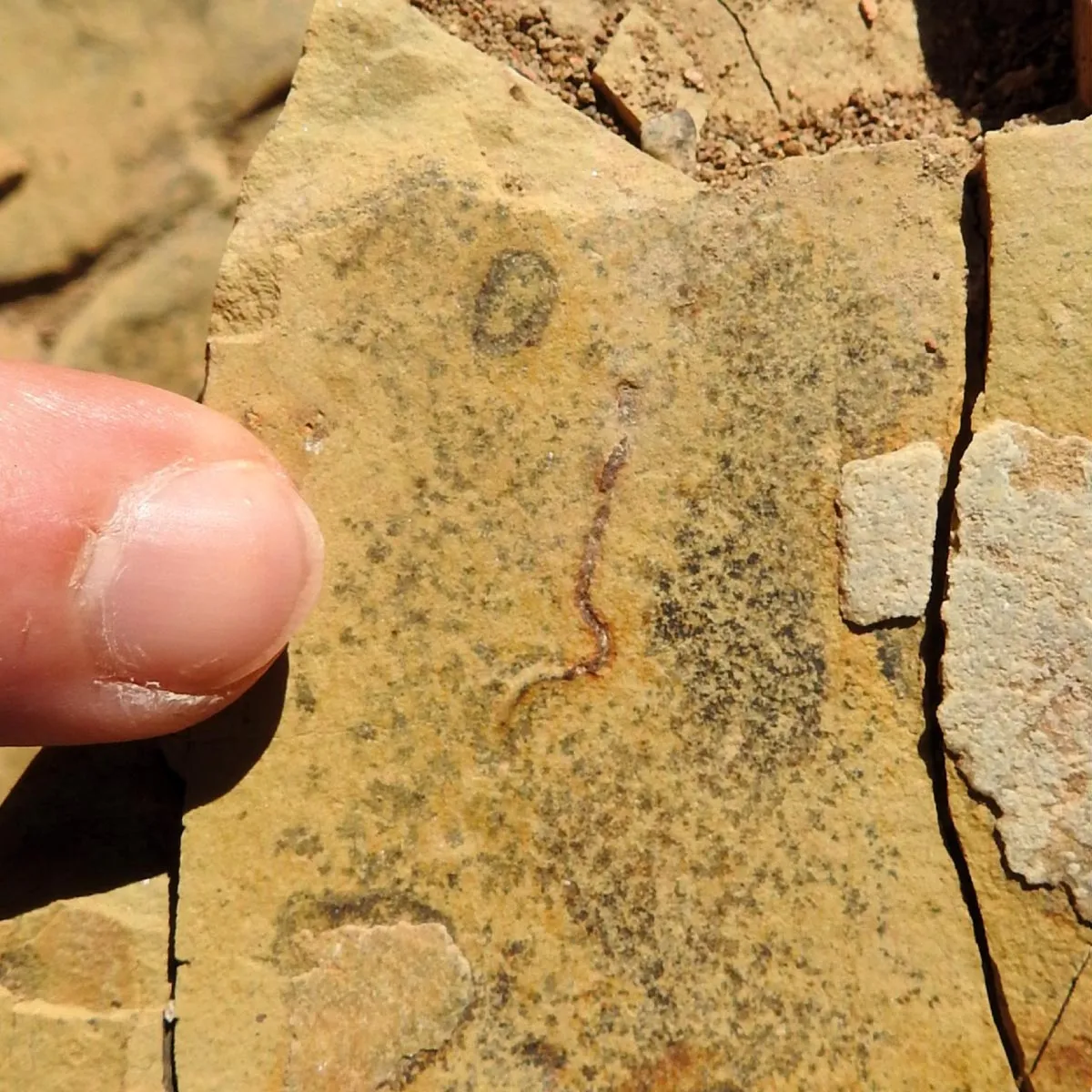 Earth's Ancient Oceans Were a Bacterial Party, Not a Worm Playground