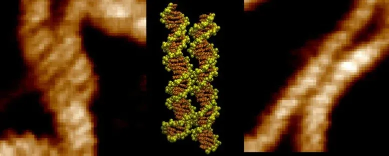 DNA Should Repel Itself. Instead, It Zips Together Like Magic.