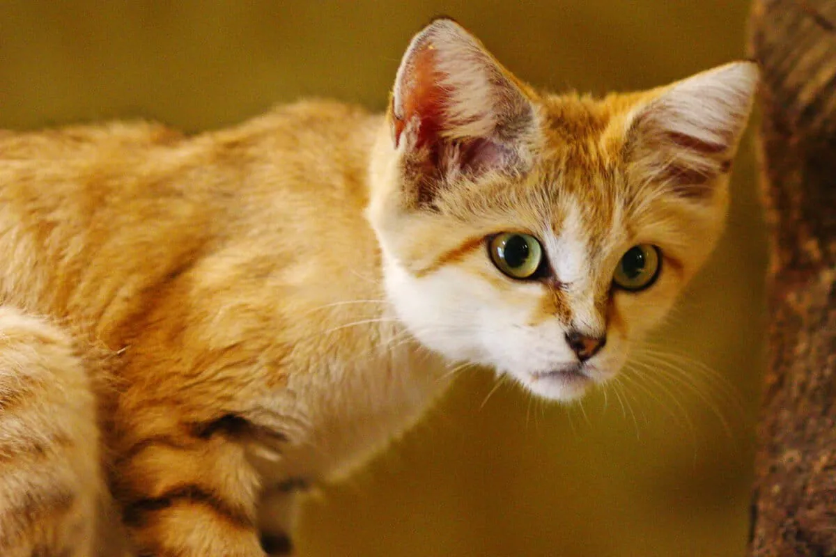 Caught on camera: Sand cats may have a ‘sizable population’ in Qatar
